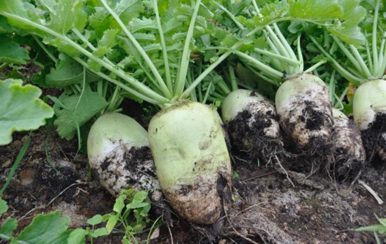 Korean Radish Seed Korean Leaf Radish Seed siraegi 시래기 Etsy