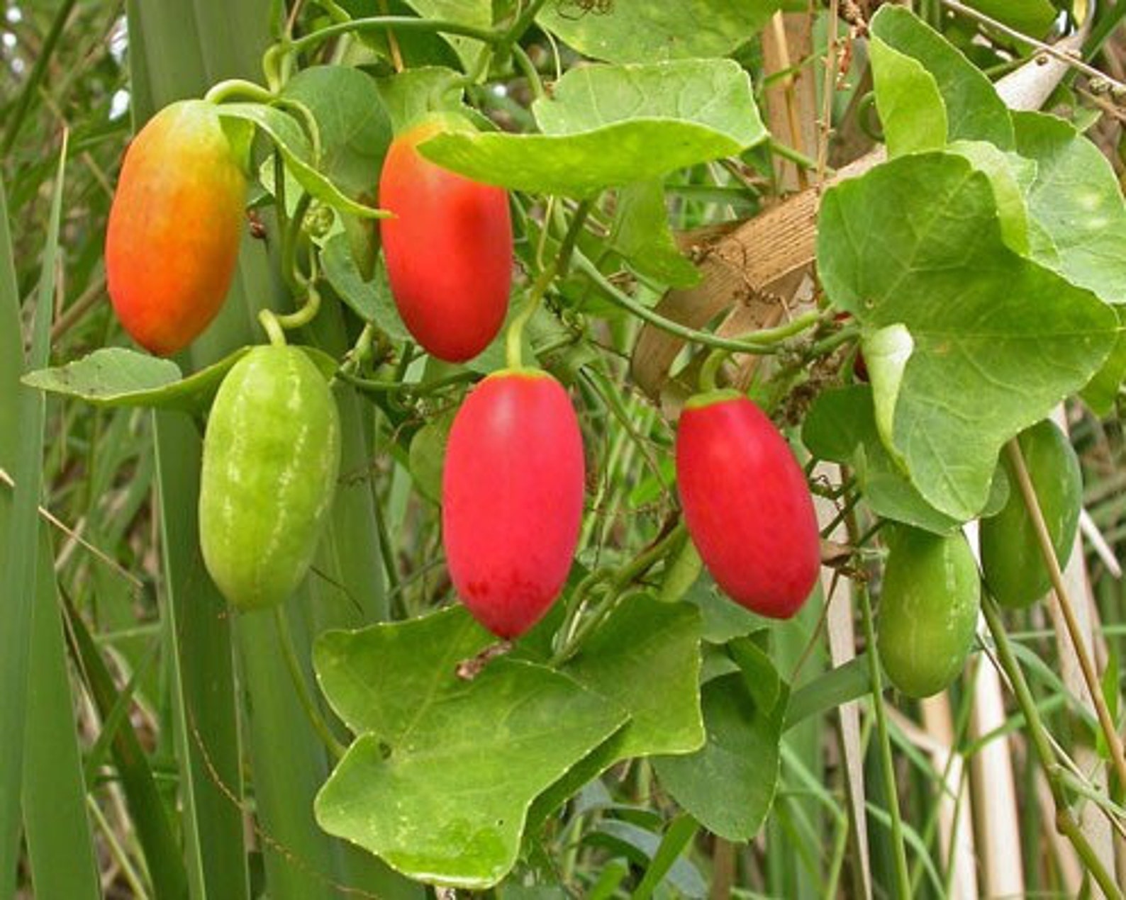LIVE Ivy gourd PLANT Tumluang In Thai Coccinia grandis Etsy