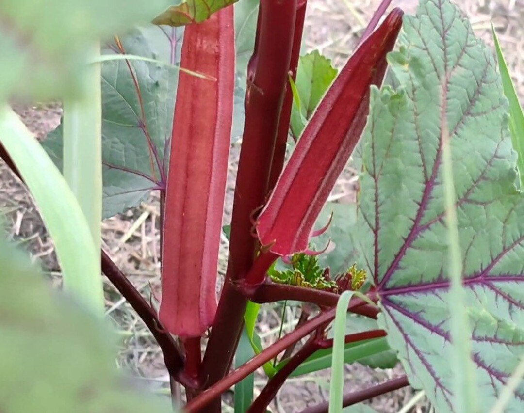 Red Okra Seed Thai Red Okra Seed Etsy