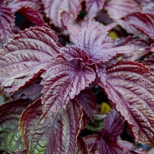 Korean Red Perilla Seed | Red Shiso | Red Beefsteak