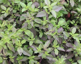 May include: A close-up of a patch of green and purple basil plants. The leaves are lush and vibrant, with some showing signs of flowering.