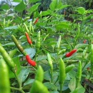 Thai bird’s eye pepper seed | Garden bird’s eye pepper (OP)