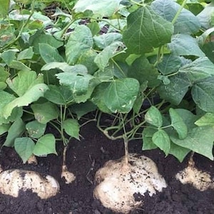 Jicama Seed (Pachyrhizus erosus)
