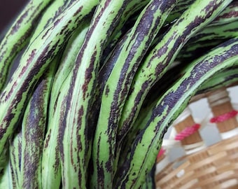 Semilla de judía larga bicolor