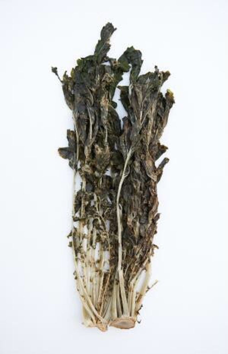 Korean Radish Seed Korean Leaf Radish Seed siraegi 시래기 Etsy