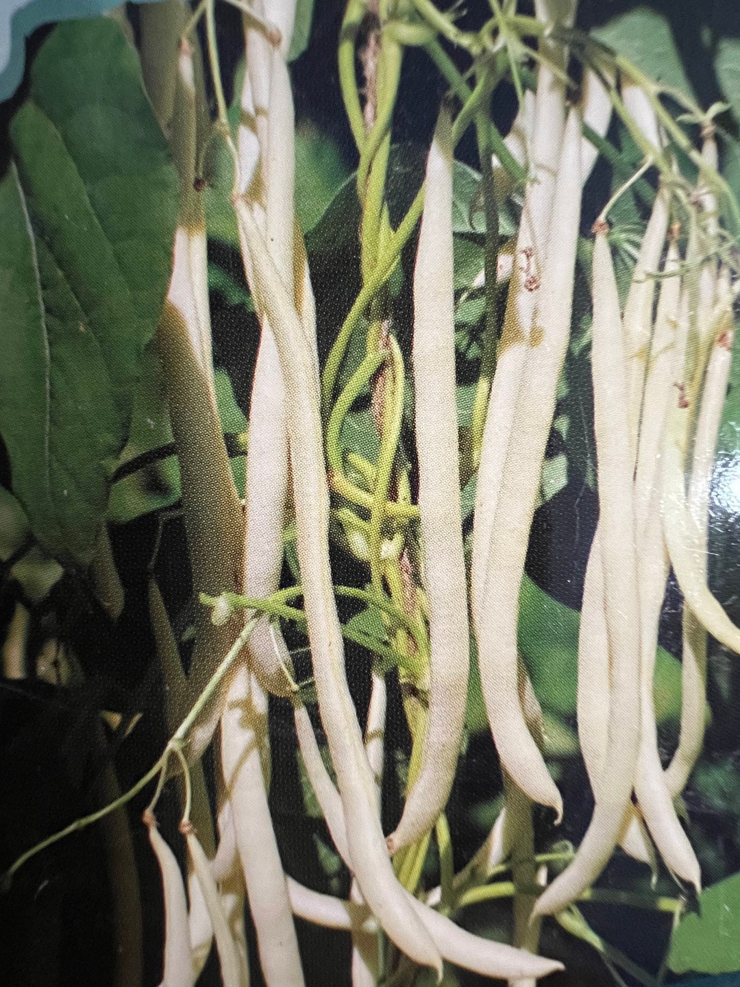 Theparat No.1 Pole Bean Seed Golden Wax Pole Bean Seed var. Theparat No