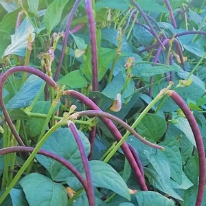 May include: A close-up of a field of purple yard long beans growing on vines. The beans are long and slender, with a deep purple color. The leaves of the plants are green and lush.