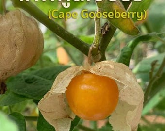 May include: Close-up of a Cape Gooseberry fruit, a vibrant orange berry encased in a papery husk. The fruit is attached to a green stem with leaves, with the text "Cape Gooseberry" in English and Thai.