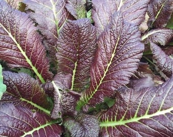 Korean Red Mustard Seed (Brassica juncea L. Czern)