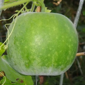 Round Gourd | Thai Wax Round Gourd Seed
