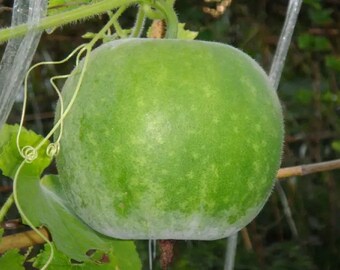Round Gourd | Thai Wax Round Gourd Seed