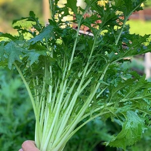 Japanese Green Mizuna Mustard Seed
