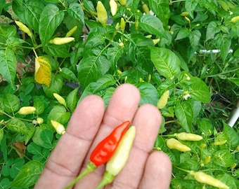 Semilla de pimienta Karen / Semilla de pimienta Karen picante tailandesa / Semilla de pimienta Prek Kareing (vaina corta)