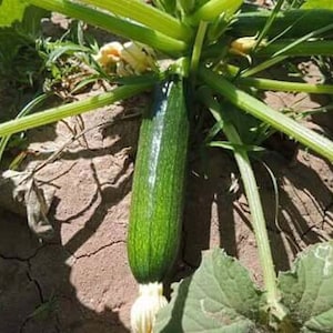 May include: A green courgette growing on a vine in a garden. The courgette is long and slender, with a dark green skin. The vine is green and leafy, and the soil is brown and dry.