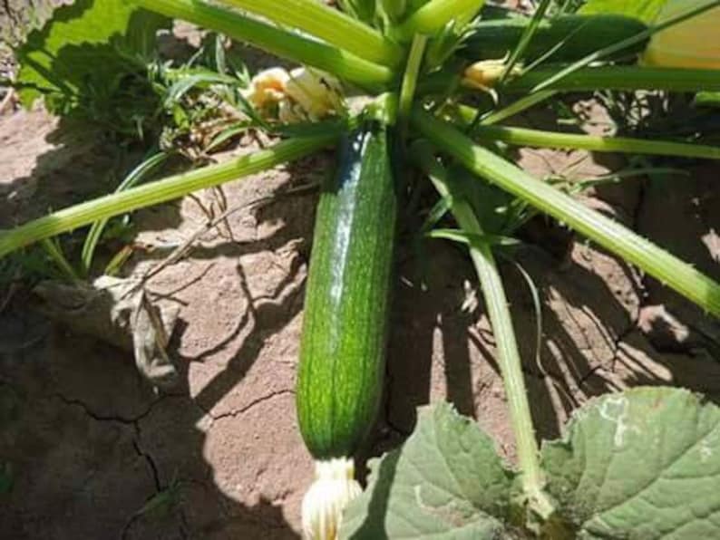 May include: A green courgette growing on a vine in a garden. The courgette is long and slender, with a dark green skin. The vine is green and leafy, and the soil is brown and dry.