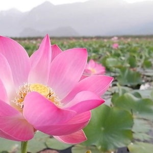 Nelumbo nucifera Seed Indian lotus Sacred lotus Seed Water Lily Seed image 2