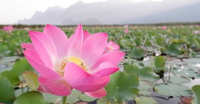 Nelumbo nucifera Seed Indian lotus Sacred lotus Seed Water Lily Seed image 2