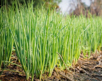 Bunching Onion | Green Scallion Seed (F1)