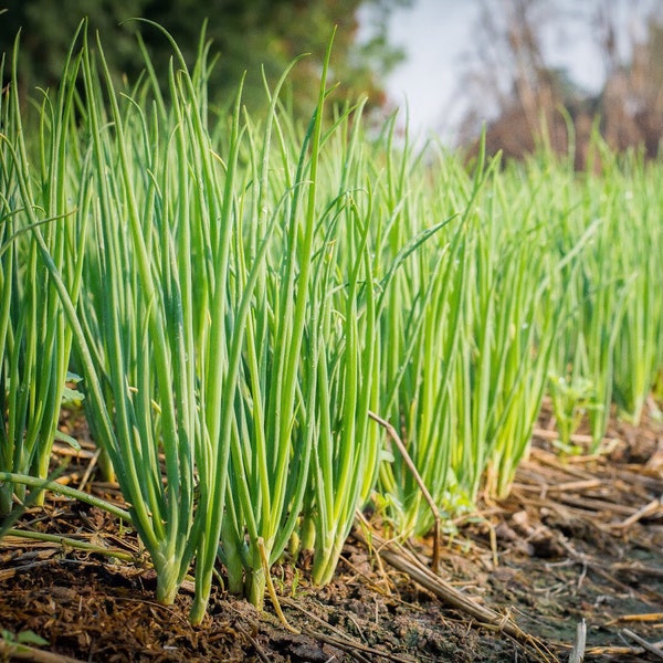 Thai Hom-Juan Bunching Onion | Green Scallion Seed