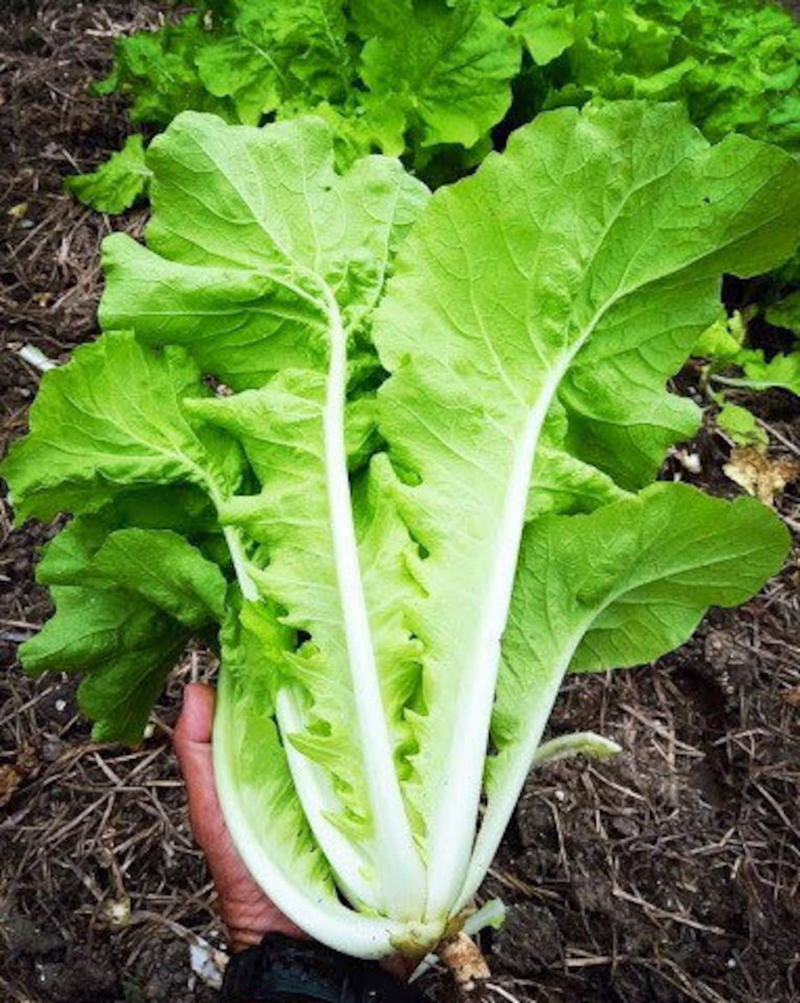 Tokyo Bekana Loose Head Chinese Cabbage Seeds Pak Gad Khao Yai Seeds Etsy