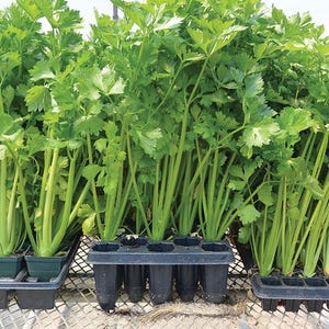 Puede incluir: Primer plano de tres bandejas de pl&aacute;stico negro llenas de plantas de apio. Las plantas de apio son verdes y tienen tallos largos. Las bandejas est&aacute;n sobre una rejilla met&aacute;lica.