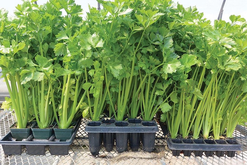 Puede incluir: Primer plano de tres bandejas de pl&aacute;stico negro llenas de plantas de apio. Las plantas de apio son verdes y tienen tallos largos. Las bandejas est&aacute;n sobre una rejilla met&aacute;lica.