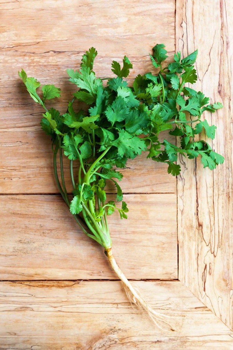 thai cilantro