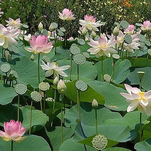 Nelumbo nucifera Seed Indian lotus Sacred lotus Seed Water Lily Seed image 3