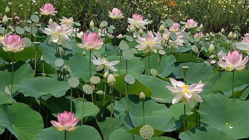 Nelumbo nucifera Seed Indian lotus Sacred lotus Seed Water Lily Seed image 3