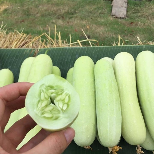 Olaf White Cucumber (F1) Seed