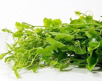 Ivy Gourd Seed | Tindora Seed (Heirloom Seed)