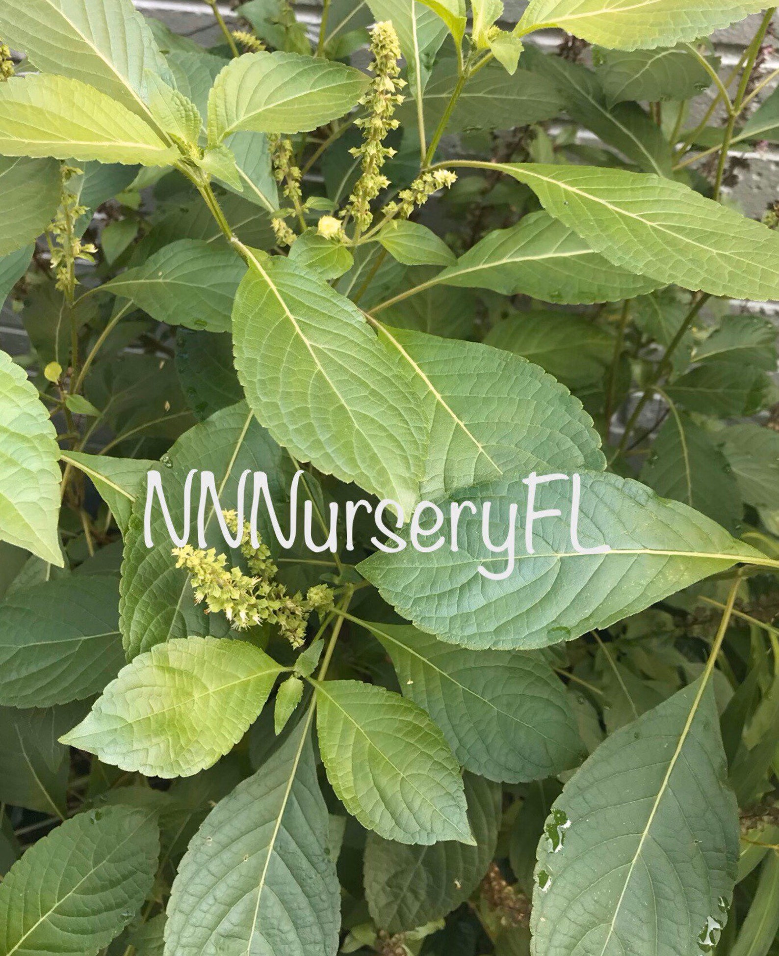 Tree Basil Seed African Basil ocimum Gratissimum 100 Seeds Etsy
