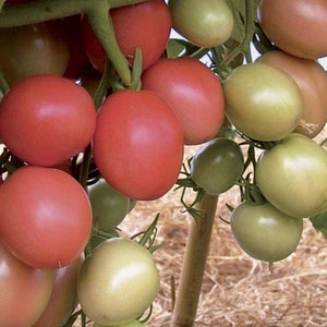 Puede incluir: Primer plano de un racimo de tomates rojos y verdes creciendo en una vid. Los tomates est&aacute;n maduros y tienen una piel lisa y brillante.