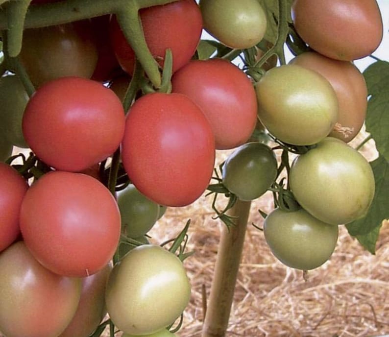 Puede incluir: Primer plano de un racimo de tomates rojos y verdes creciendo en una vid. Los tomates est&aacute;n maduros y tienen una piel lisa y brillante.