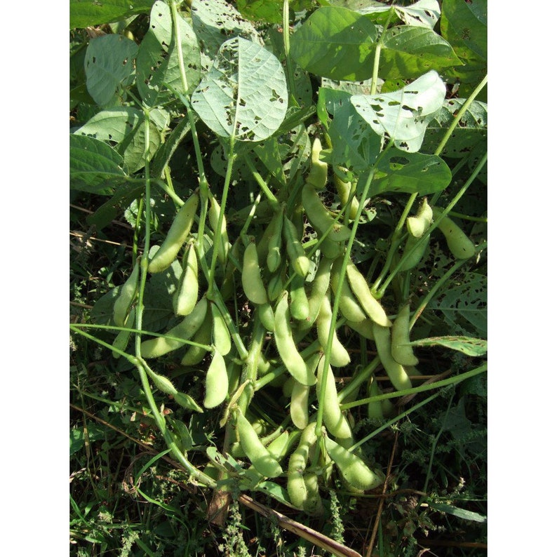 Japanese Edamame Seed Asian Soybean Seed Etsy