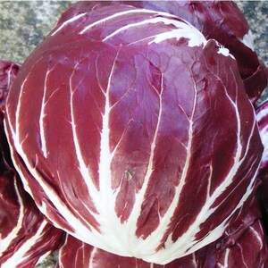 Round Red Radicchio Seed