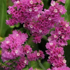 Statice QIS Rose Seed  , Cut flower statice rose seed