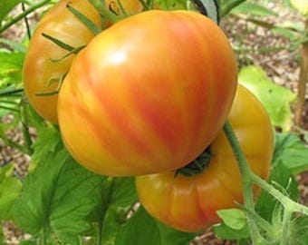 May include: Close-up of ripe heirloom tomatoes on the vine. The tomatoes are a mix of orange and yellow with red stripes. Green leaves and stems surround the tomatoes, showing the plant's natural growth.