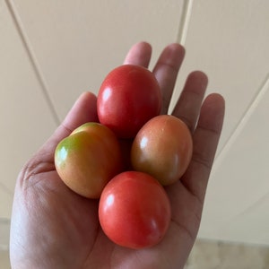 Puede incluir: Una mano sosteniendo cuatro tomates peque&ntilde;os, rojos y naranjas. Los tomates est&aacute;n maduros y listos para comer.