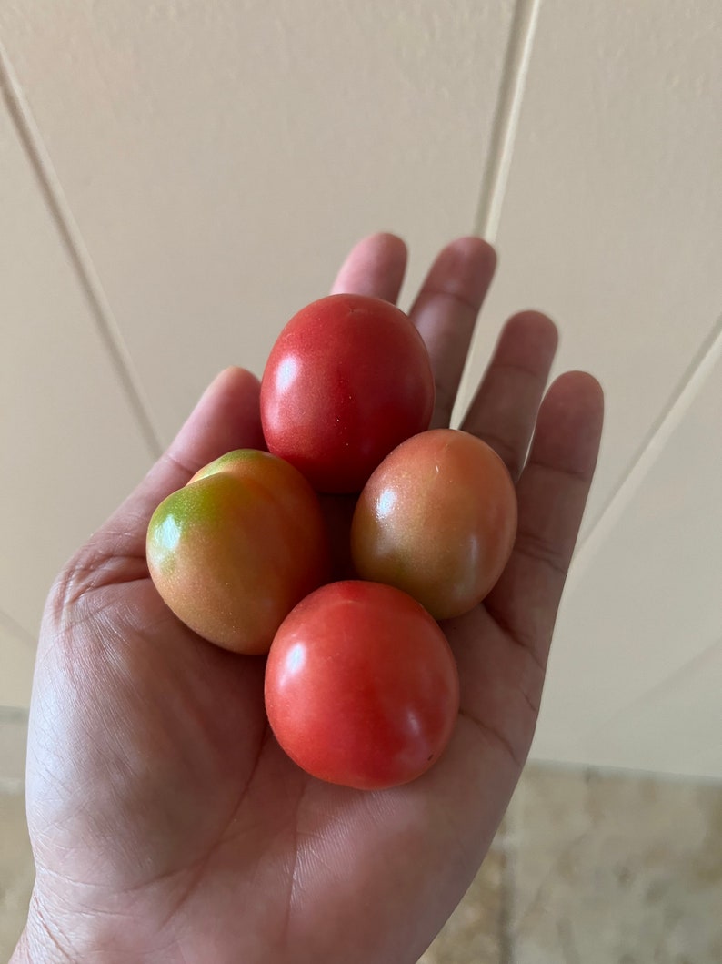 Puede incluir: Una mano sosteniendo cuatro tomates peque&ntilde;os, rojos y naranjas. Los tomates est&aacute;n maduros y listos para comer.