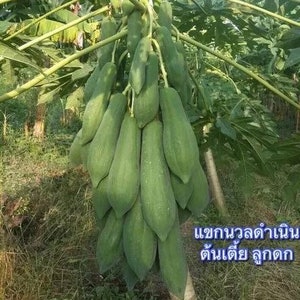 Thai Keak Damnoen Papaya Seed (Dwarf)