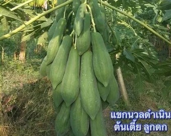 May include: A cluster of green papayas hanging from a tree branch. The papayas are elongated and have a smooth skin. The image is taken outdoors, with green leaves and branches in the background. Text in Thai is visible.