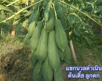 Thai Keak Damnoen Papaya Seed (Dwarf)