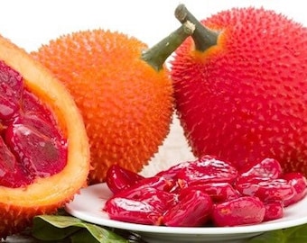 Thailand Original 10 Seeds Natural Organic GAC FRUIT Momordica Free Shipping Thailand Original 10 Seeds Natural Organic GAC FRUIT Momordica Free Shipping