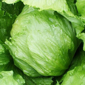 Iceberg Lettuce Seed