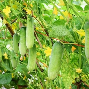 Cucumber seed | Thai cucumber seed