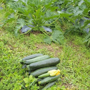 May include: A pile of fresh green courgettes harvested from a garden.