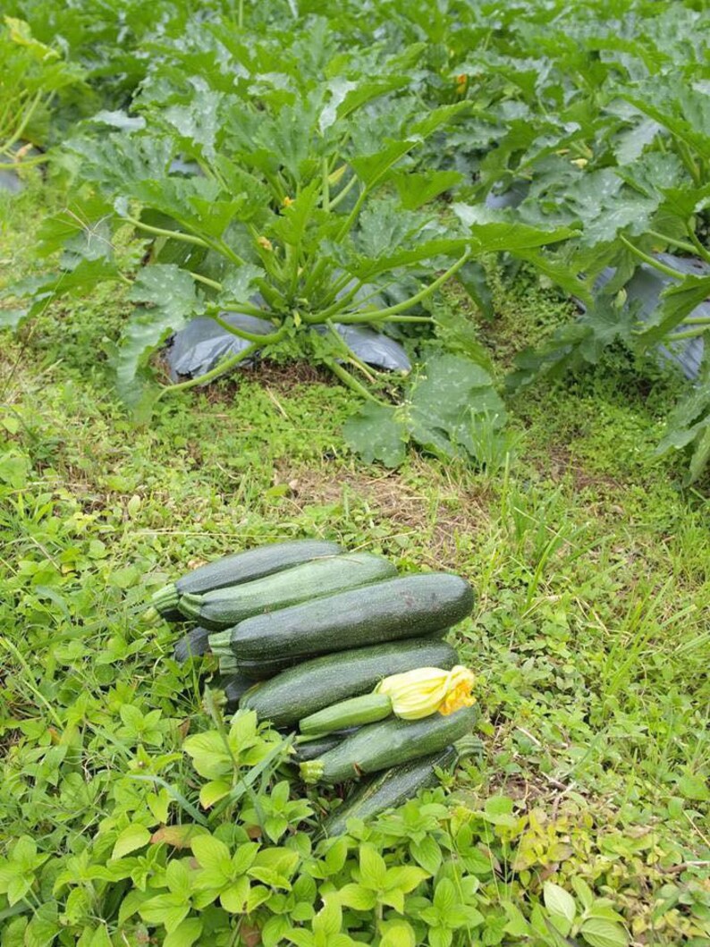 May include: A pile of fresh green courgettes harvested from a garden.