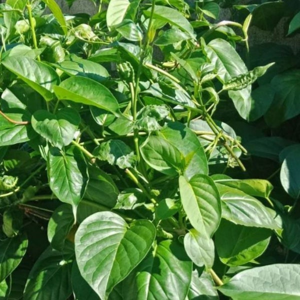Gymnema inodorum Seed | Phak Chengdaa Seed