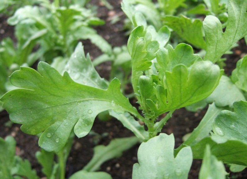 Garland Chrysanthemum Seed Tong Oh Etsy